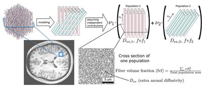 Fast multi-compartment Microstructure Fingerprinting in brain white matter